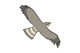 Slider-vogel-300x200